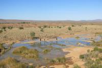 Artesian springs on Wallerberdina station, sacred to the the neighbouring Adnyamathahna People.
