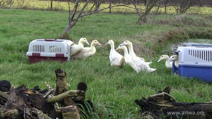 Tierbefreiung in Hessen 10