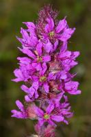 Lythrum salicaria